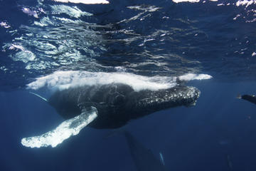 Whale Museum and Nature Center