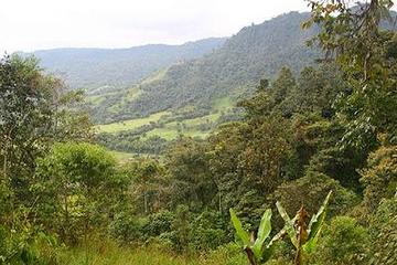 Mindo Rainforest