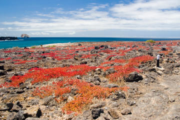 Seymour Island