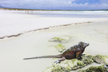 Tortuga Bay Beach