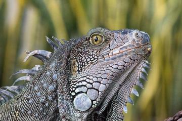 Parque de las Iguanas