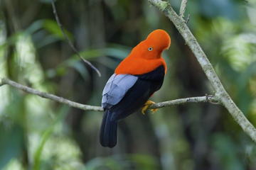 YanaYacu Biological Station