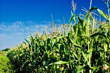 York Maze