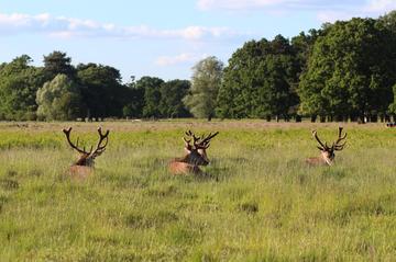 Bushy Park