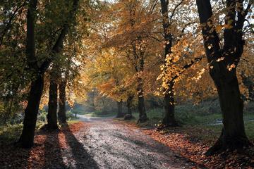 Hampstead Heath