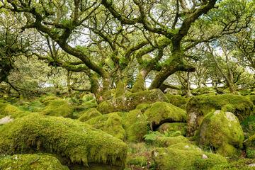 Wistman's Wood