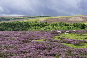 North York Moors National Park