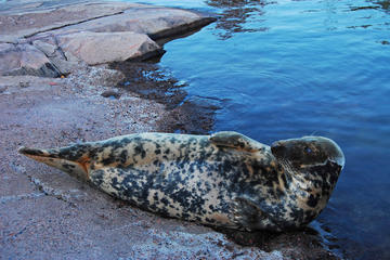 Helsinki Zoo (Korkeasaari)