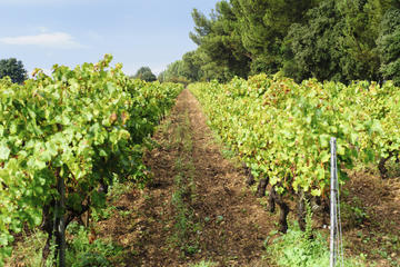 Fronton Wine Region