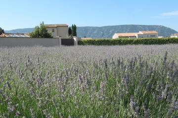 Coustellet Lavender Museum