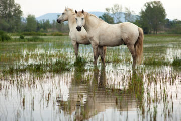 Camargue