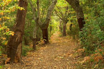 Massif des Maures