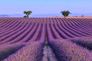 Valensole Plateau