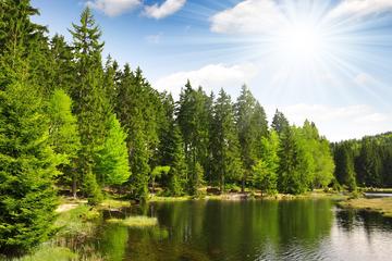 Bavarian Forest