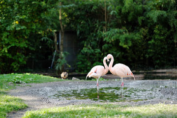 Frankfurt Zoo (Zoologischer Garten)