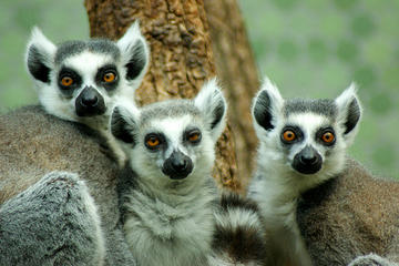 Munich Zoo (Münchener Tierpark Hellabrunn)