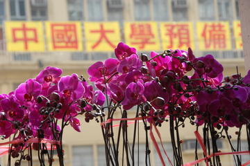 Flower Market