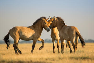 Hortobagy National Park