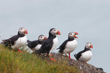 Akurey Island (Puffin Island)