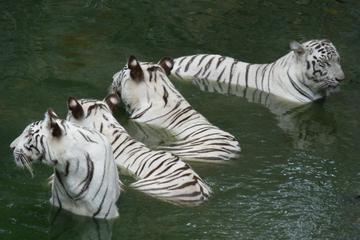 Arignar Anna Zoological Park