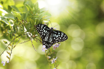 Bannerghatta National Park