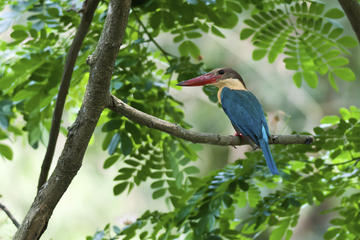 Indian Botanical Gardens