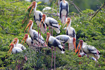 Keoladeo National Park (Bharatpur Bird Sanctuary)