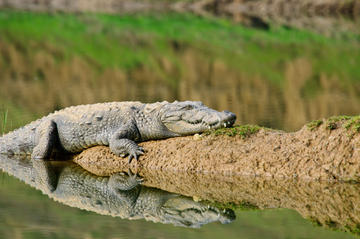 National Chambal Sanctuary