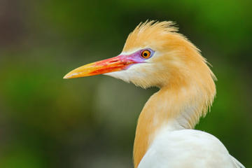 White Herons of Petulu