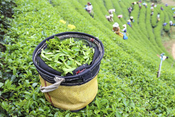 Gunung Mas Tea Plantation