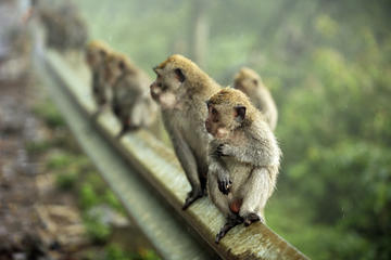 Bali Zoo