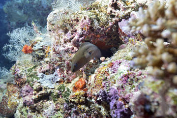 Montego Bay Marine Park