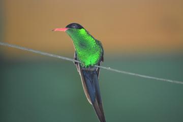 Rocklands Bird Sanctuary