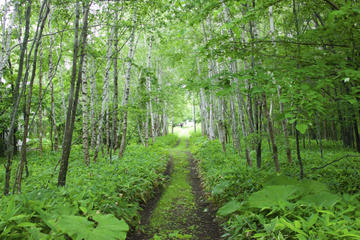 Nopporo Forest Park