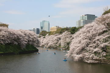 Chidorigafuchi