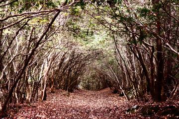 Aokigahara Forest