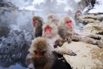 Yudanaka Onsen