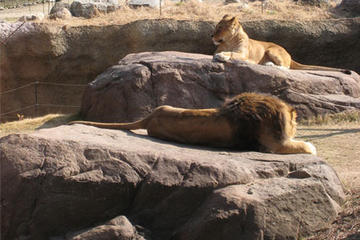 Osaka Zoo