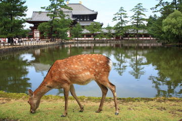 Deer Park (Nara Park)