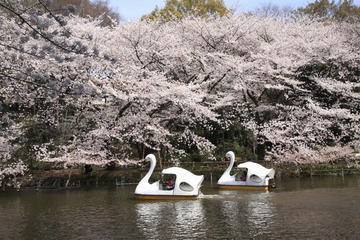 Inokashira Park