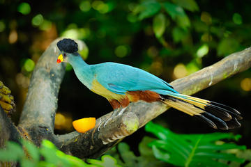 Kakamega Forest