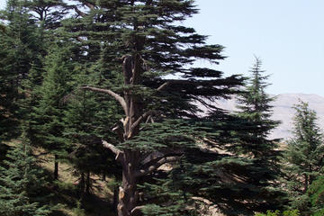 The Cedars of Lebanon