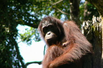 Sandakan Sepilok Orangutan Rehabilitation Centre