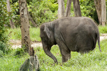 Kuala Gandah Elephant Sanctuary