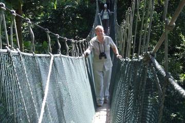 Rainforest and Canopy Walk