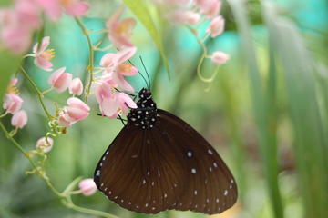 Butterfly Reserve