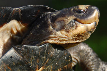 Satang Turtle Island National Park