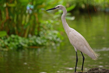Kota Kinabalu Bird Sanctuary Park