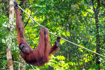 Semenggoh Nature Reserve