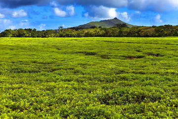 Bois Cheri Plantation